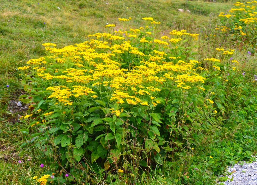 Jacobaea alpina / Senecione alpino